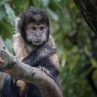 Gelbbrustkapuziner - Zoo Zürich  (© Buelipix)