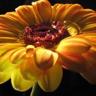 GELBE AFRICAN DAISY 01