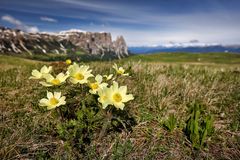 ~ Gelbe Alpen-Kuhschelle ~