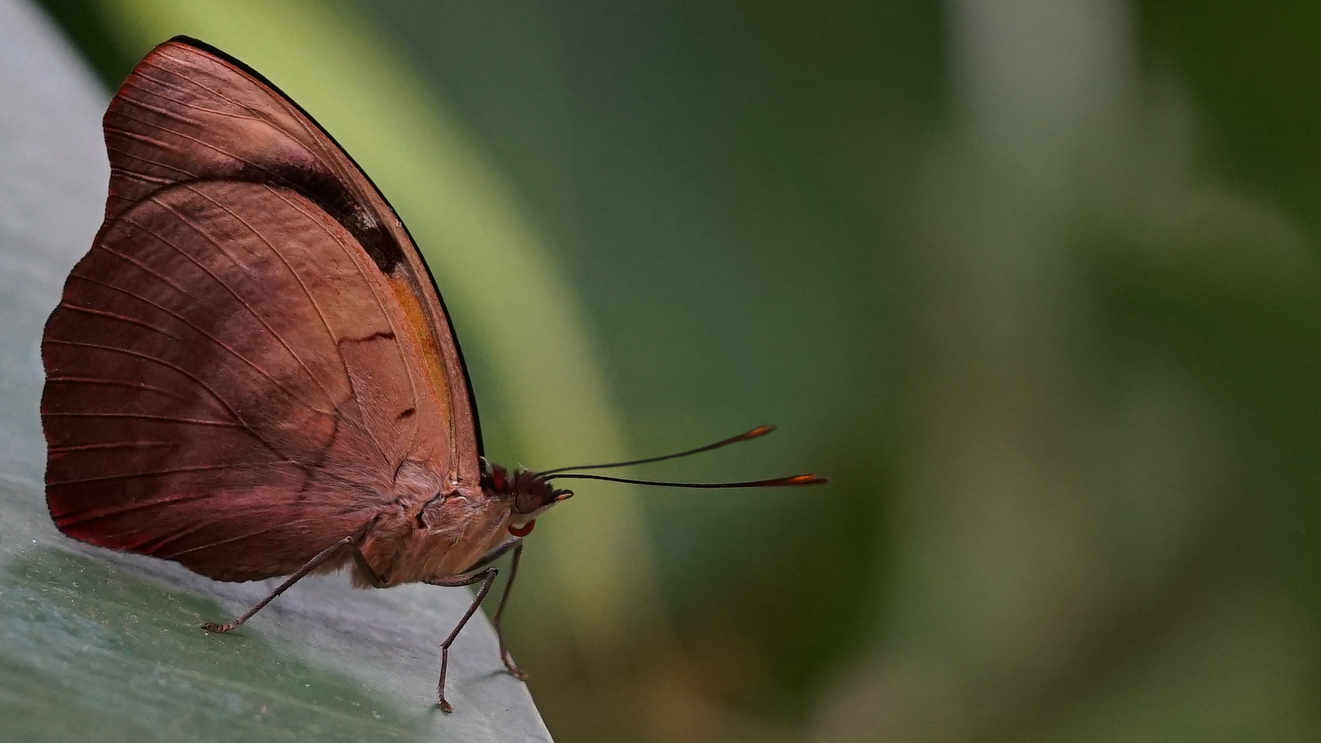 Gelbe Ampel / Catophenele Numilia