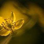 Gelbe Anemone - Doppelbelichtung