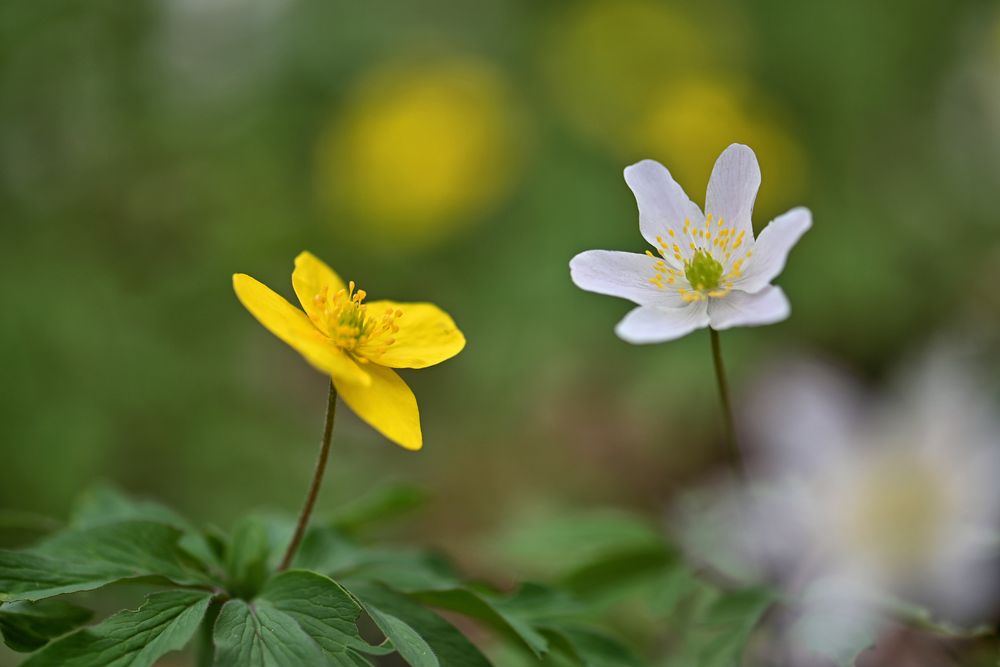 gelbe Anemonen