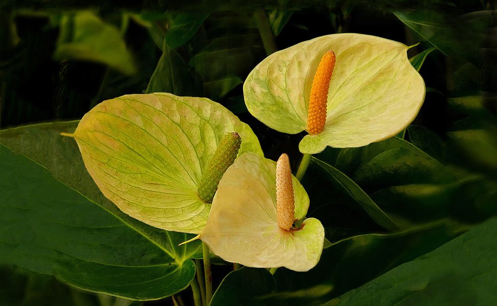 Gelbe Anthurien Foto & Bild | fotos, nature, natur Bilder auf fotocommunity
