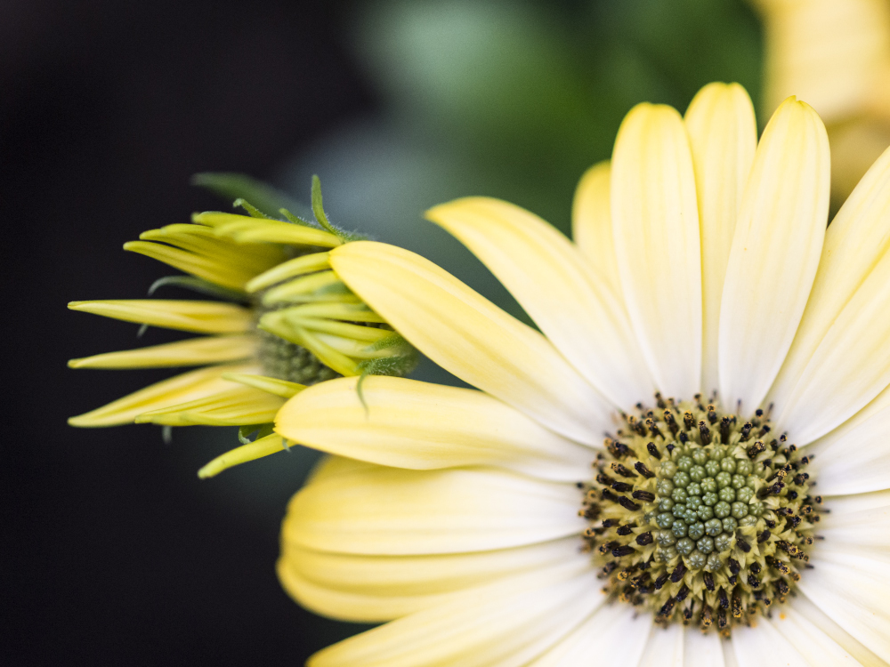 Gelbe Astern aus der Blumenhalle inWiesmoor Foto & Bild pflanzen