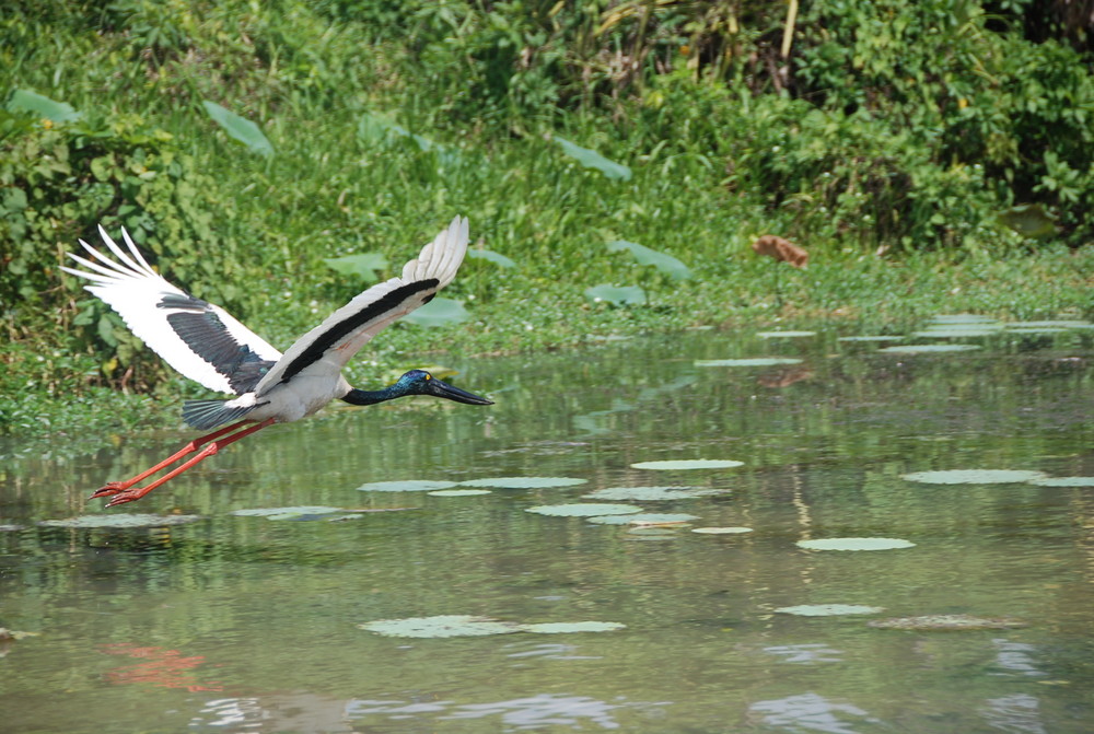 gelbe augen im flug