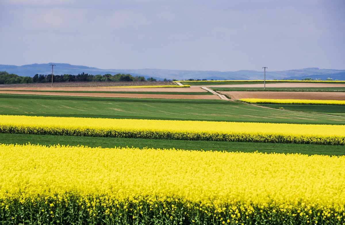 Gelbe Aussicht