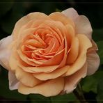 Gelbe Austin-Rose zum Wochenende....