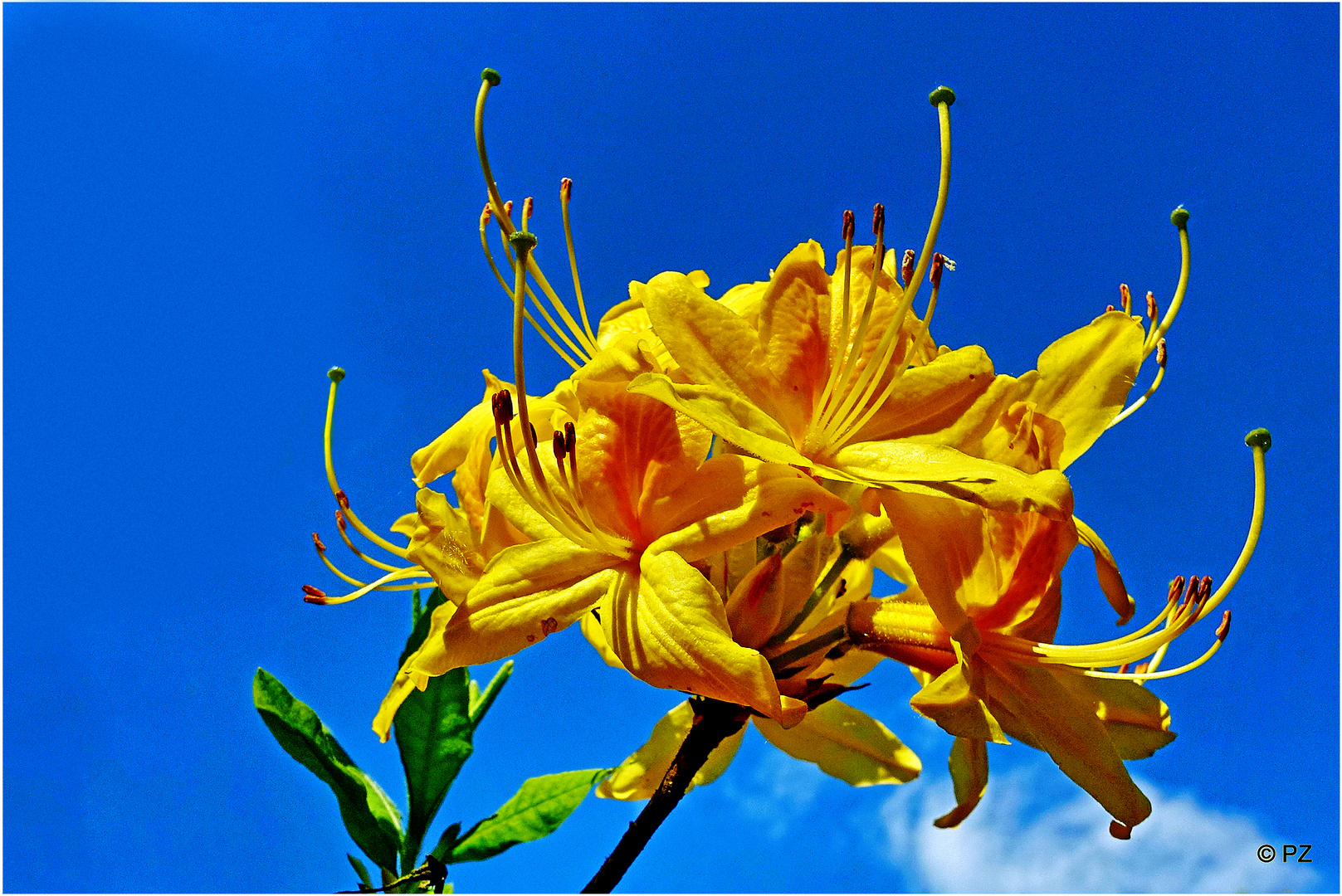 Gelbe Azaleenblüten ...