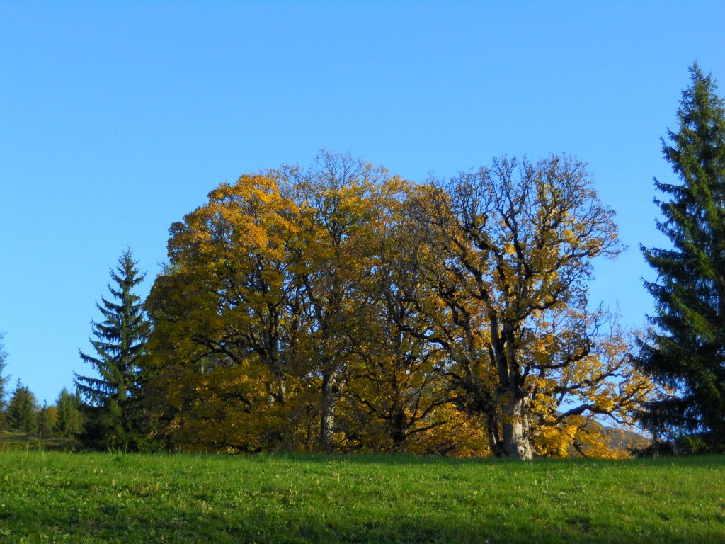 Gelbe Bäume