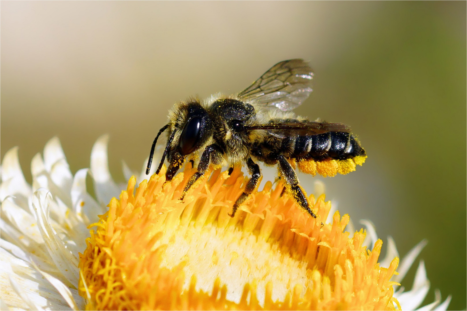 Gelbe Bauchbürste - Biene mit gesammelten Pollen