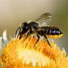 Gelbe Bauchbürste - Biene mit gesammelten Pollen