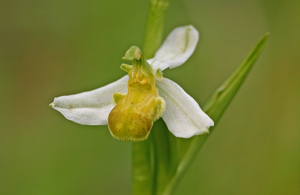 Gelbe Bienenragwurz