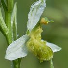 Gelbe Bienenragwurz (Einzelblüte)