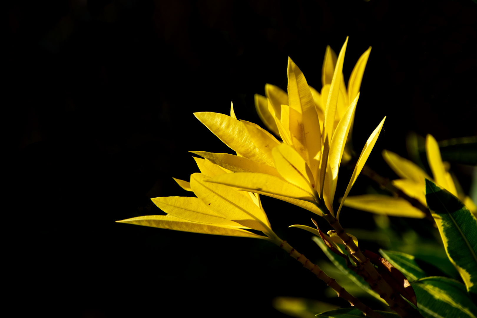 Gelbe Blätter im Sonnenlicht