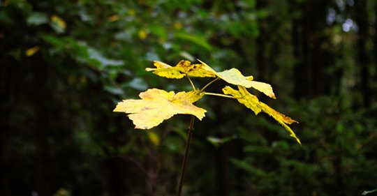 Gelbe Blätter im Wald