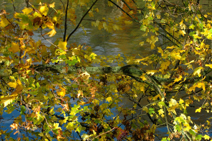 gelbe Blätter überm Fluß