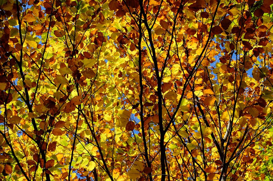 Gelbe Blätterwald in Herbststimmung