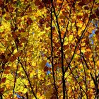 Gelbe Blätterwald in Herbststimmung