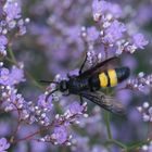 Gelbe Blockstreifen der Dolchweste auf Strandflieder, Meerlavendel (Limonium)