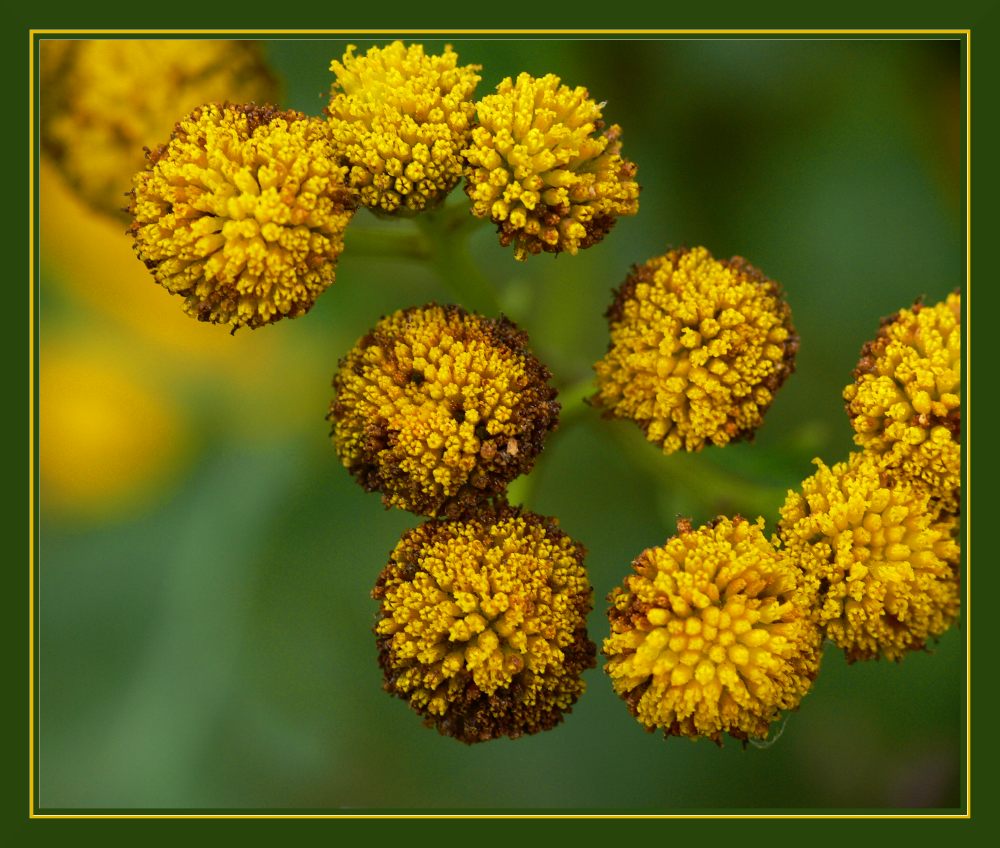 Gelbe Blümchen am Wegesrand