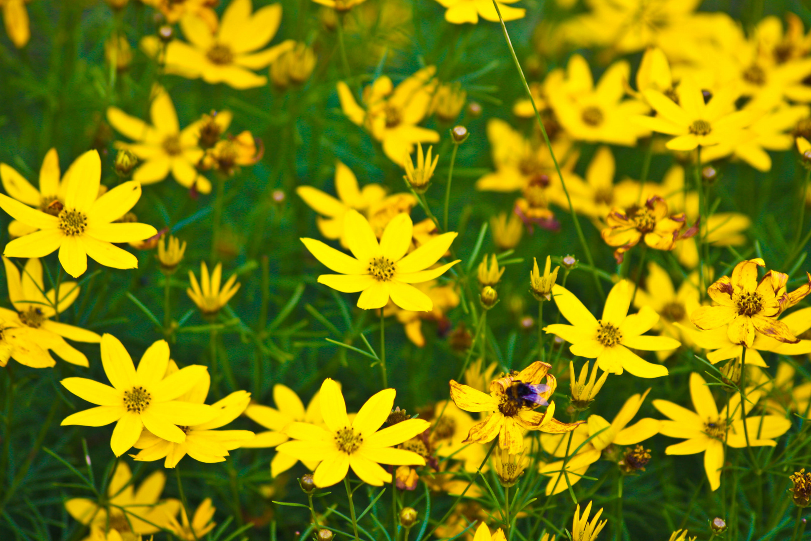 Gelbe Blümchen Foto & Bild pflanzen, pilze & flechten, blüten