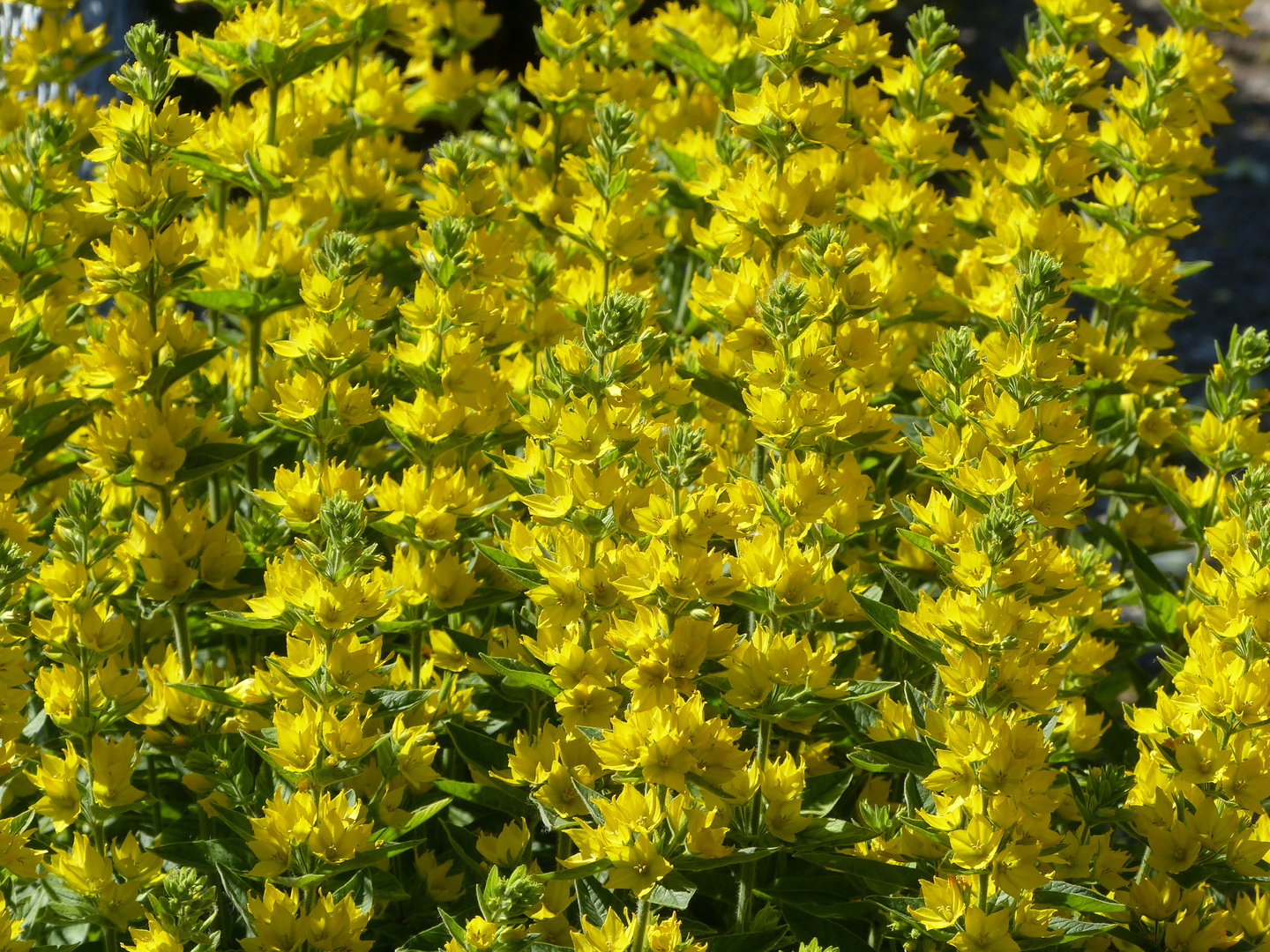 Gelbe Blümchen im Garten Foto & Bild pflanzen, pilze & flechten
