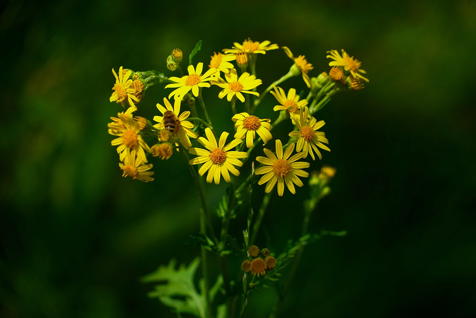 Gelbe Blümchen im sommerlichen Licht 