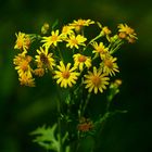 Gelbe Blümchen im sommerlichen Licht 