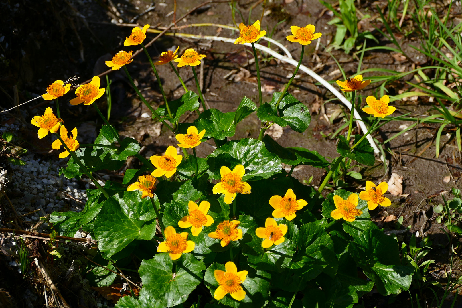 Gelbe Blümchen in der Sonne zum Muttertag