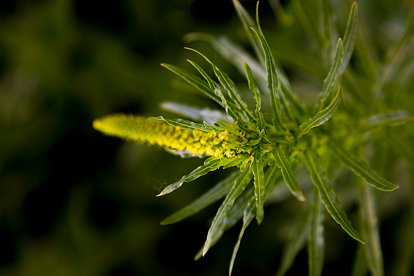 Gelbe Blüte