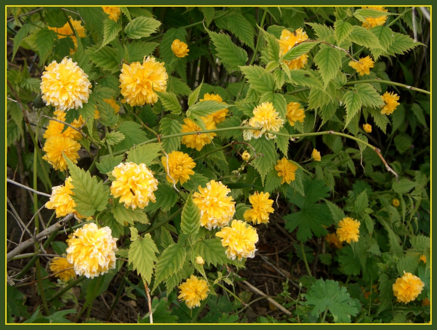 Gelbe Blüte Foto & Bild pflanzen, pilze & flechten, sträucher, natur