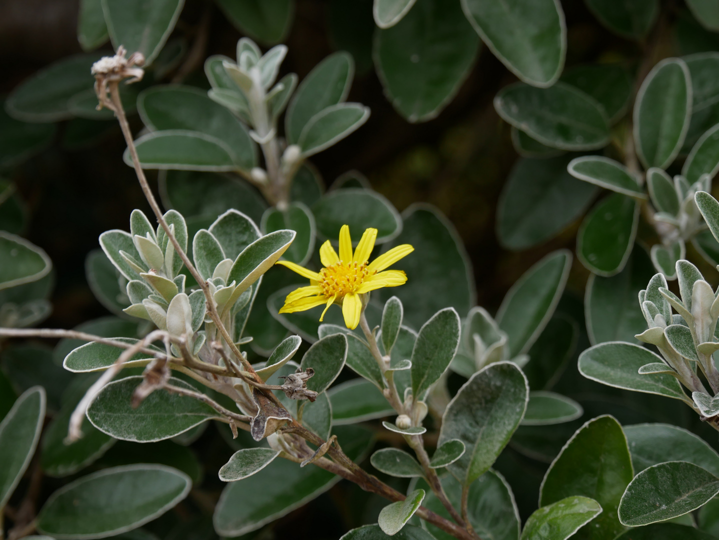 Gelbe Blüte