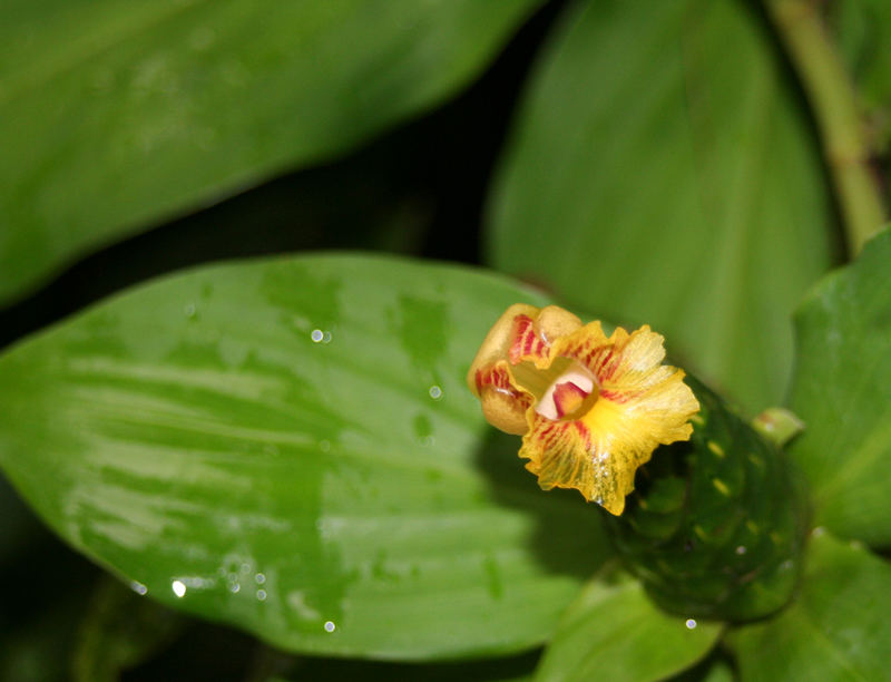 Gelbe Blüte