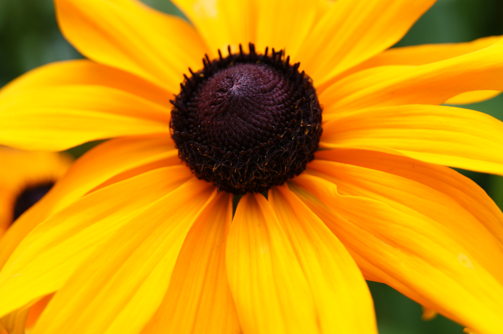 Gelbe Blüte Foto & Bild sonstiges, sommerblume, photographie Bilder