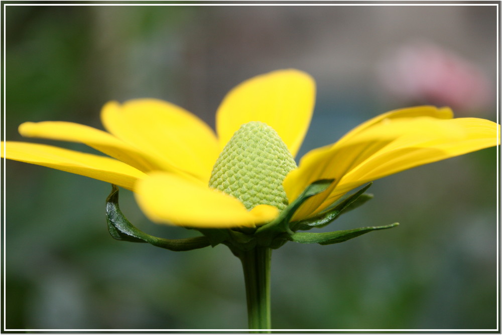 gelbe blüte