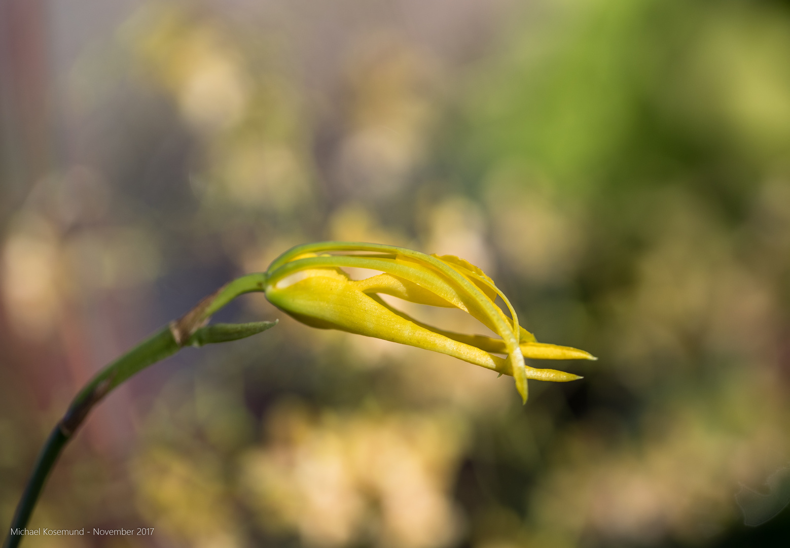 Gelbe Blüte