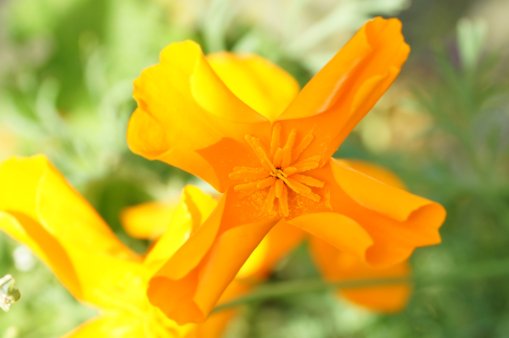 Gelbe Blüte 2