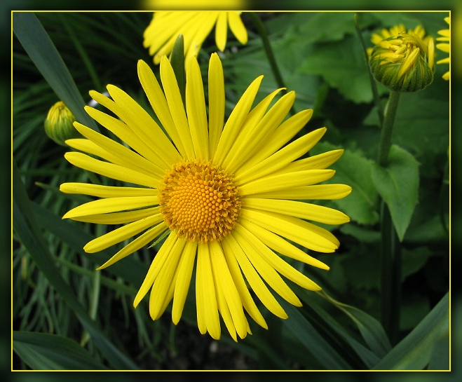 Gelbe Blüte Foto & Bild pflanzen, pilze & flechten, blüten