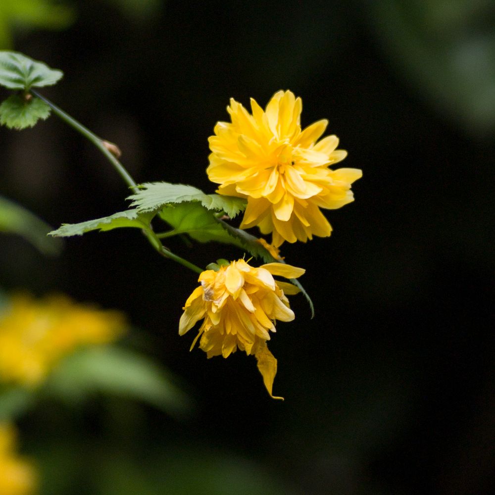 Gelbe Blüte von TacitusRomeo 