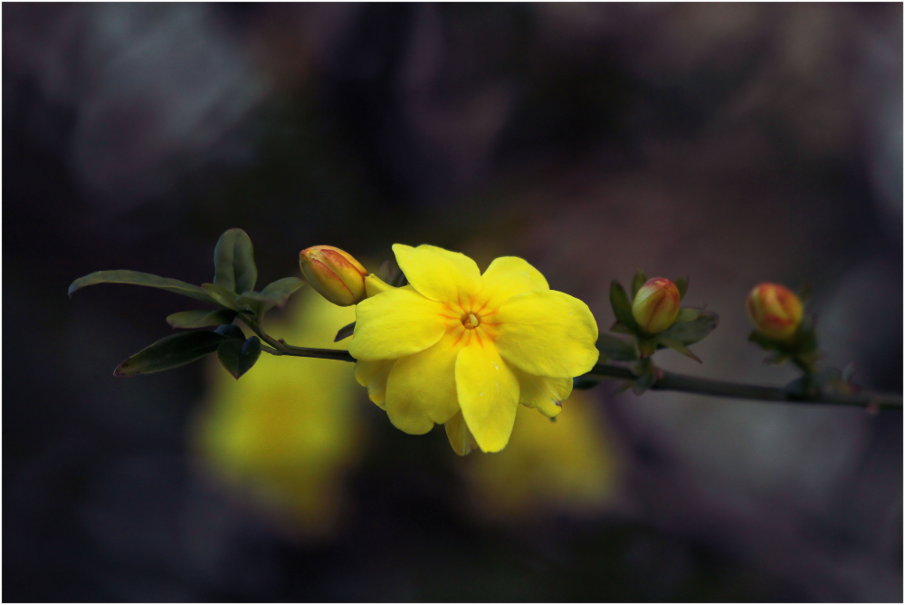 gelbe Blüte