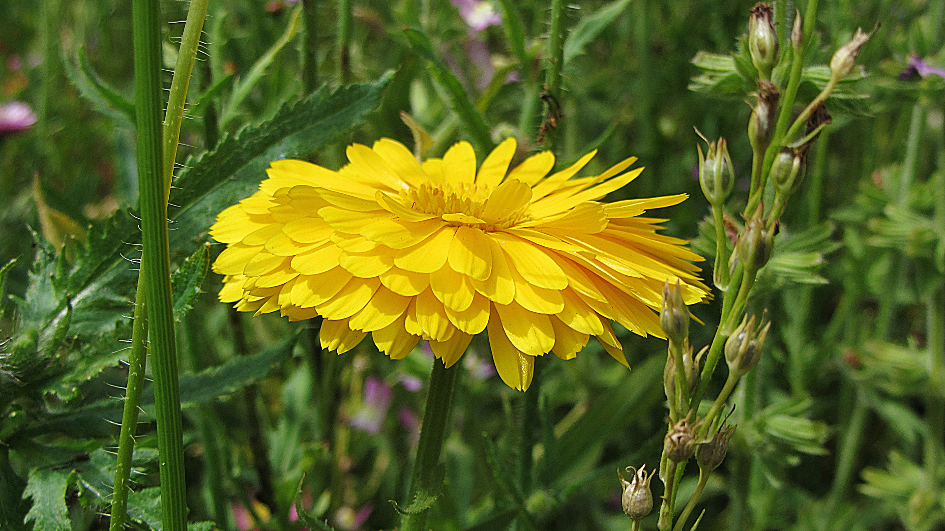 Gelbe Blüte