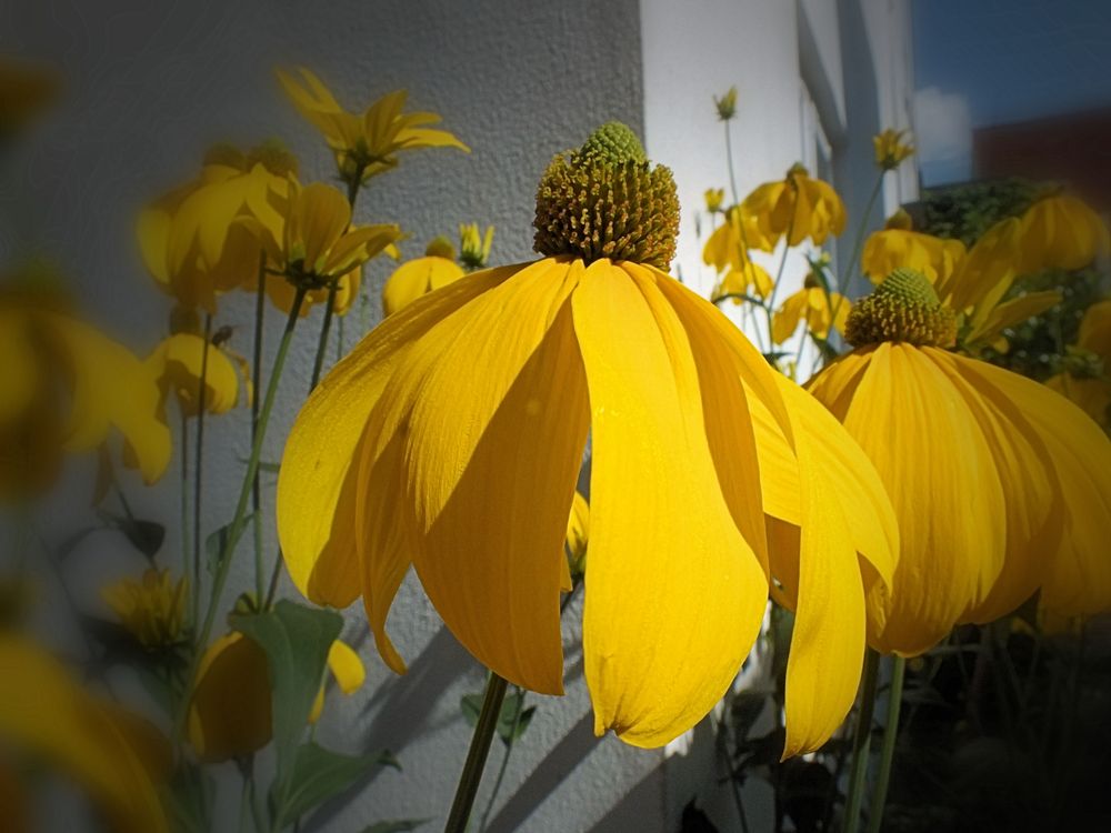 gelbe Blüte