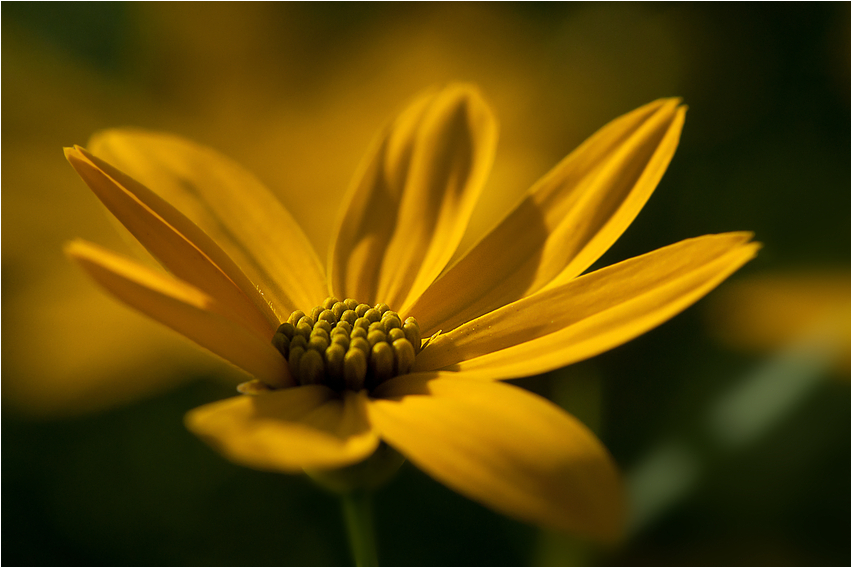 Gelbe Blüte