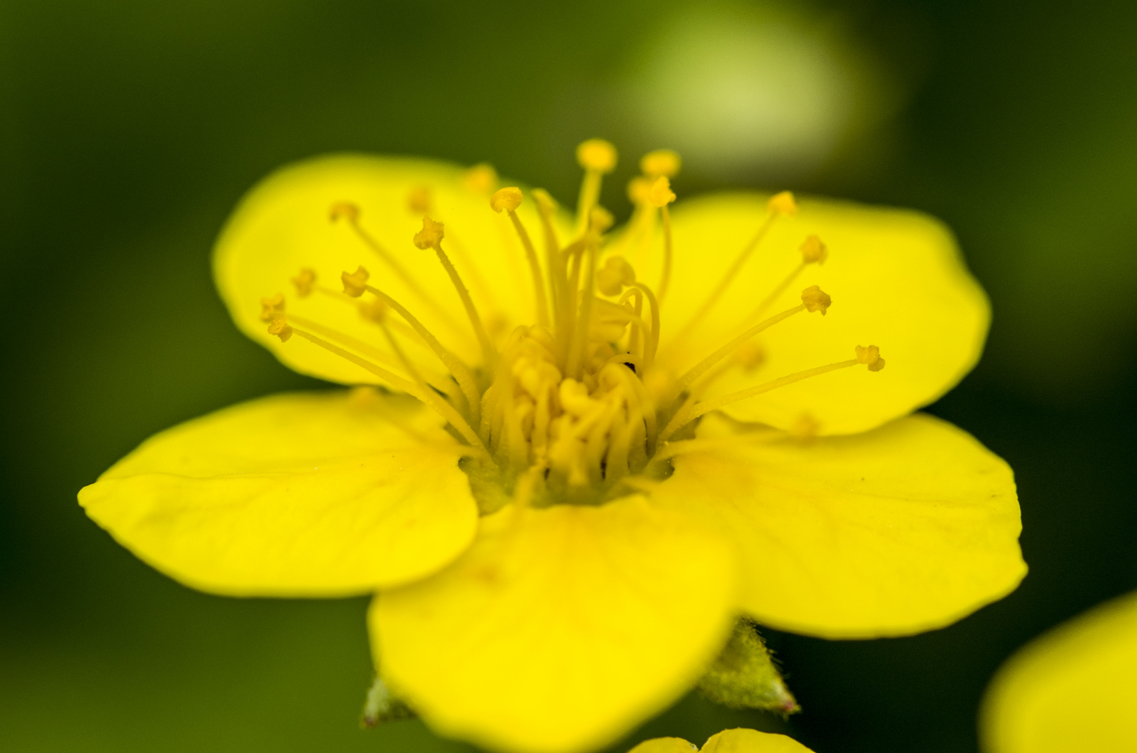 Gelbe Blüte Foto & Bild naturmakros, naturkreativ