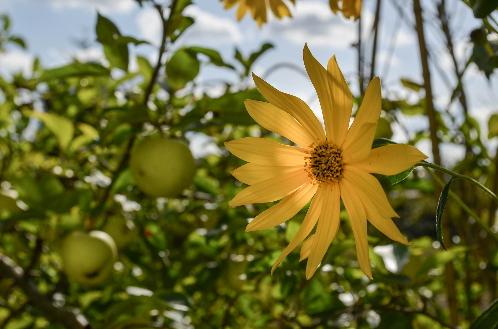 Gelbe Blüte