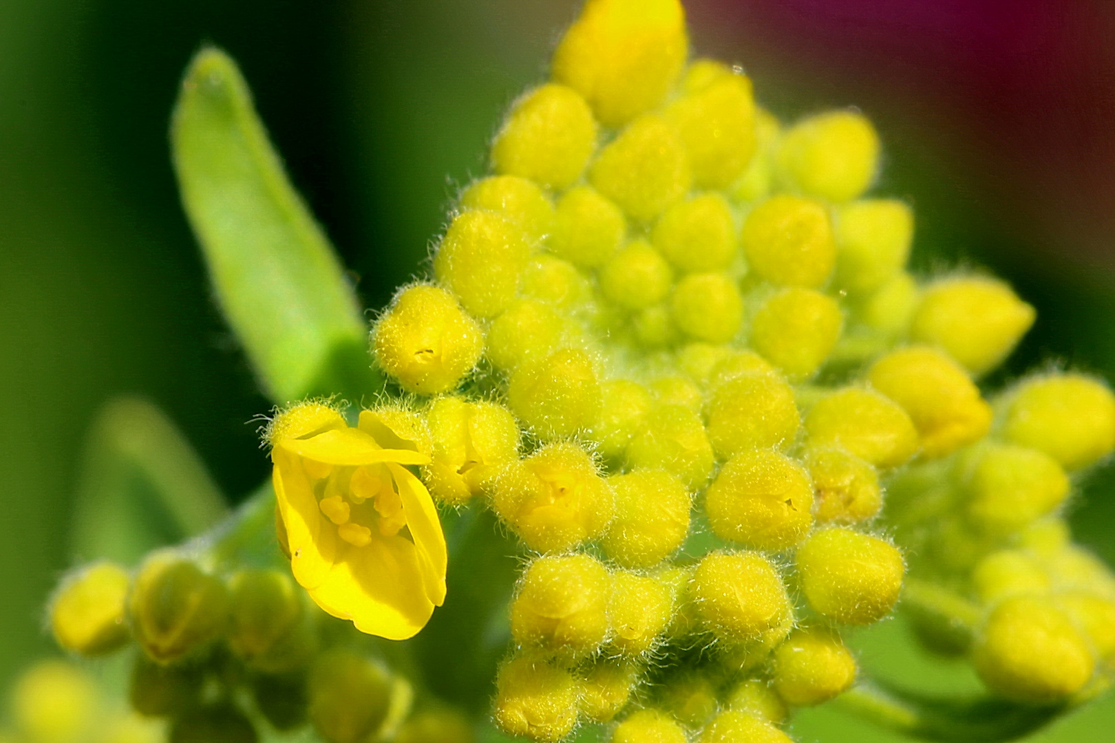 gelbe Blüte