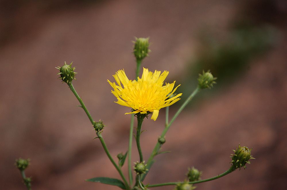 gelbe Blüte...