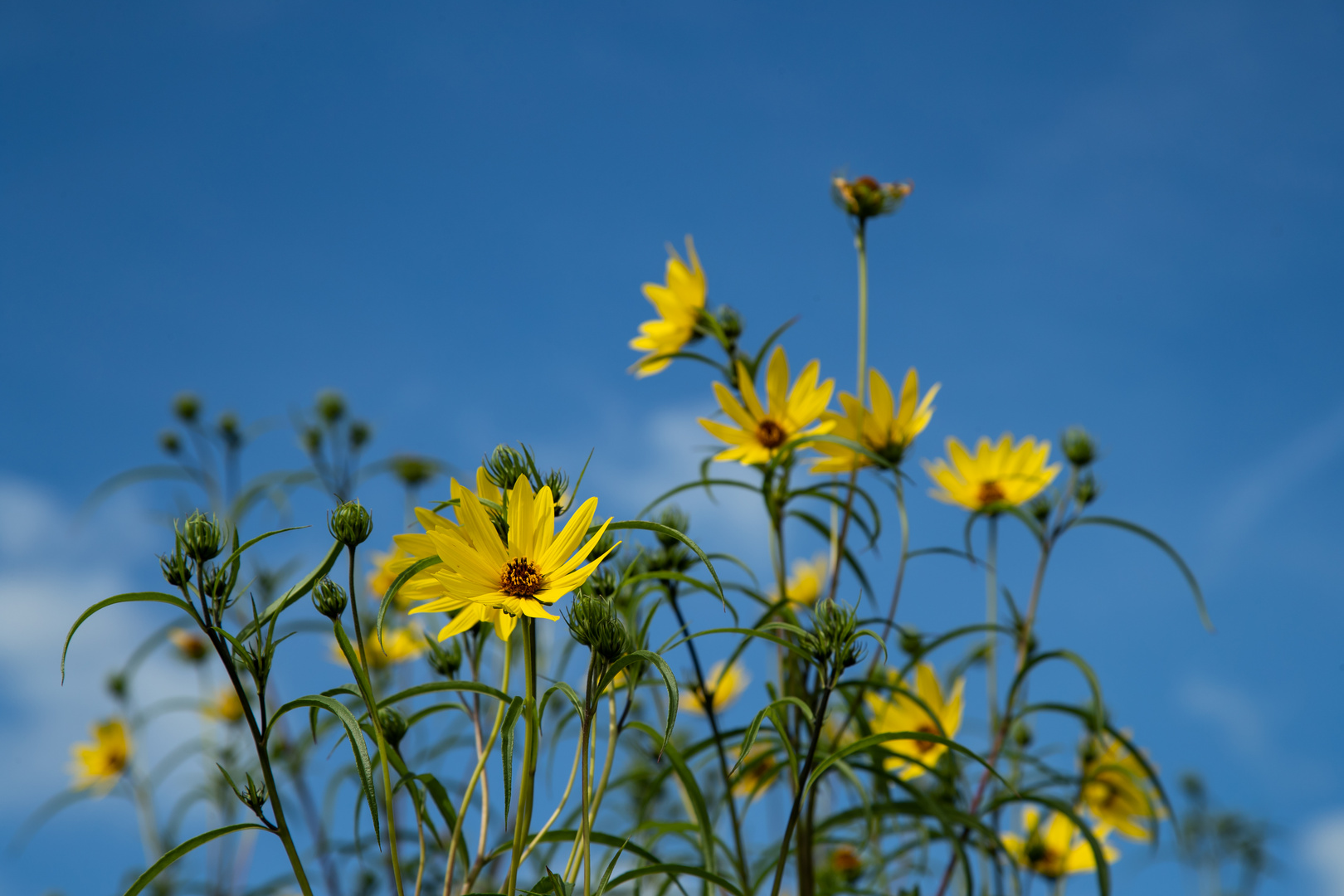 Gelbe Blüte