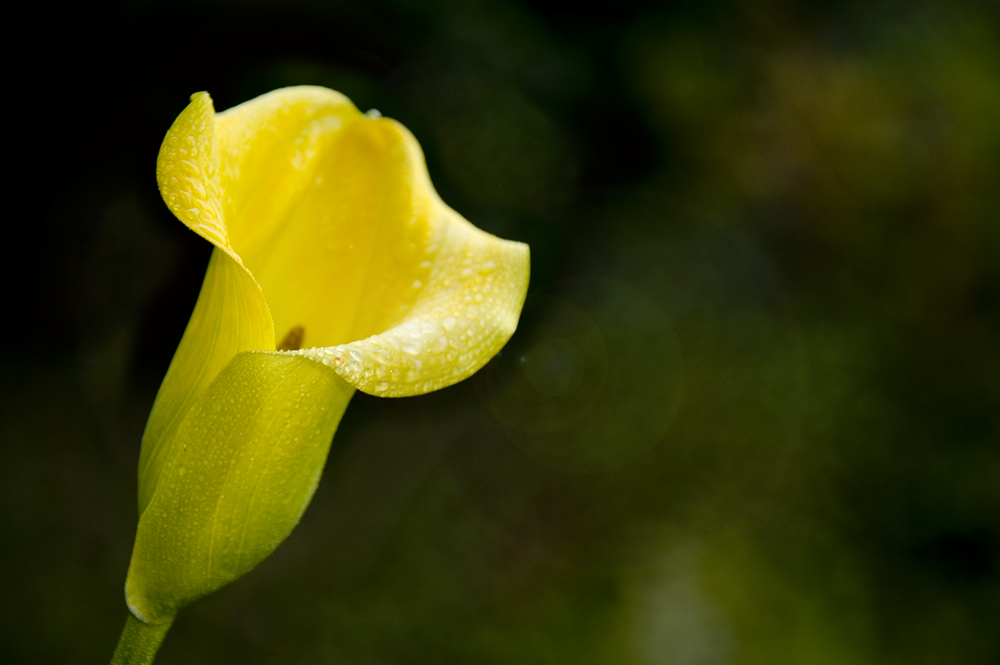 Gelbe Blüte