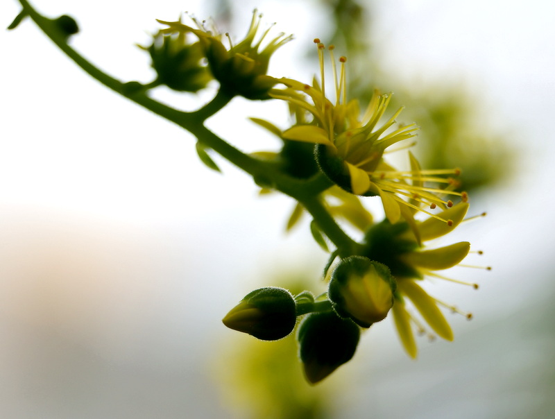 Gelbe Blüte